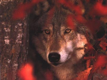 loup
