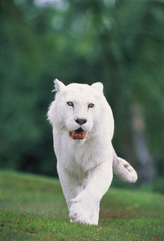 tigre albinos