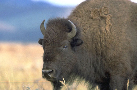 bison d'amérique en voie d'extinction