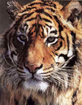 tigre en voie d'extinction