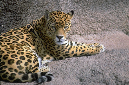 jaguar en voie d'extinction