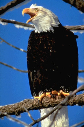 aigle en voie d'extinction