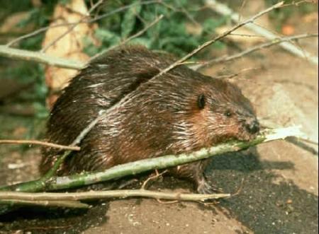 castor d'amérique en voie d'extinction