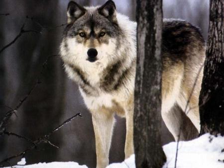 loup