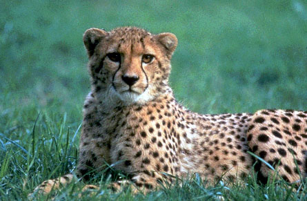 guépard en voie d'extinction