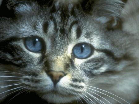 chat