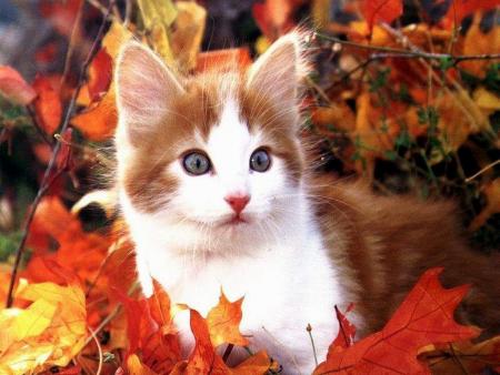 chat
