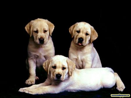 bébé labrador