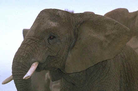 éléphant d'asie en voie d'extinction