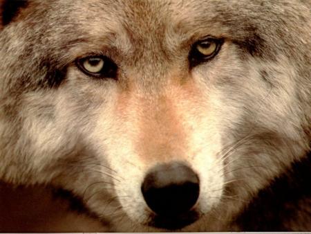 loup