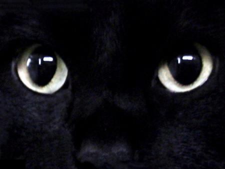 mon chat a les meme yeux!!!