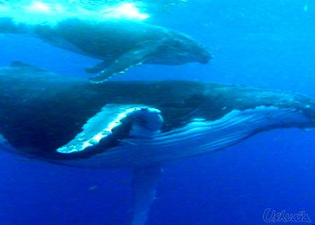 baleine a bosse en voie d'extinction
