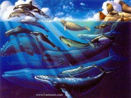 baleine daiphiné phoque otarie lion des mers...etc!!!