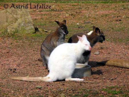 wallabi albinos