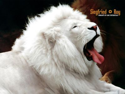 lion albinos