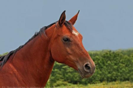 cheval