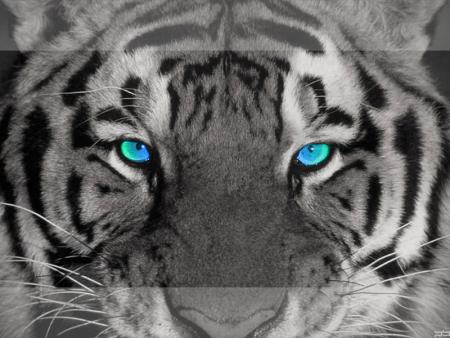 tigre
