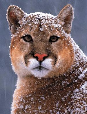 puma en voie d'extinction