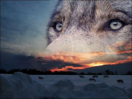 loup en voie d'extinction