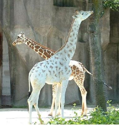 girafe albinos