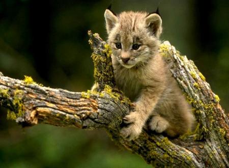 lynx en voie d'extinction