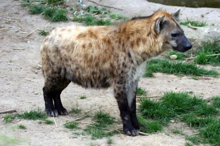 hyennne tachetée en voie d'extinction