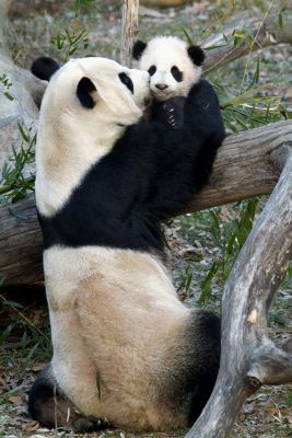 panda en voie d'extinction